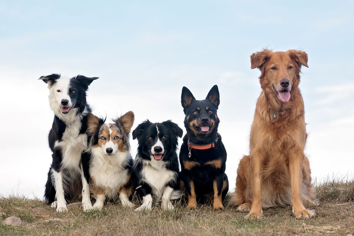 Vitalpilze für Hunde: Die geheime Zutat für ein langes und glückliches Hundeleben!